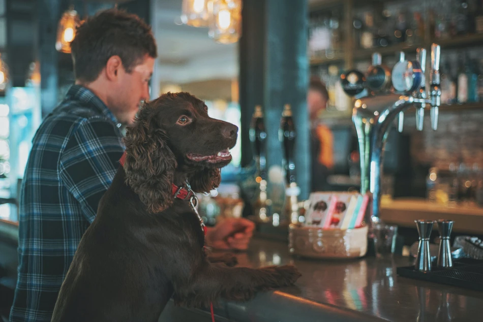 Dog in Pub, Image courtesy James Lacy & Unsplash